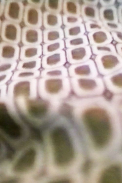 Me Thing - You Dog (1998) poster