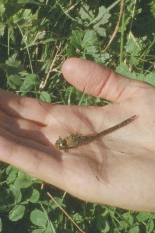 The Water Was Here (2025) poster