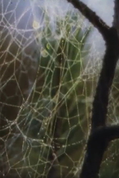 Aranei (1979) poster