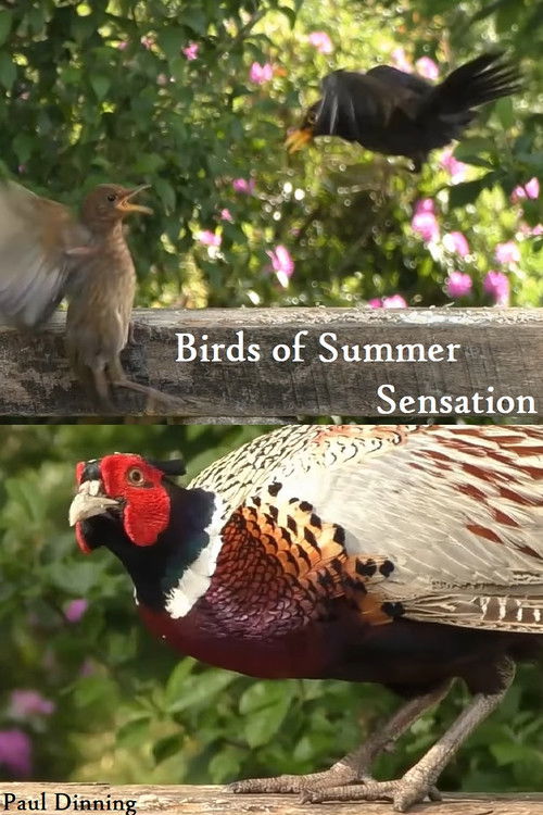 Birds of Summer Sensation (2023) poster