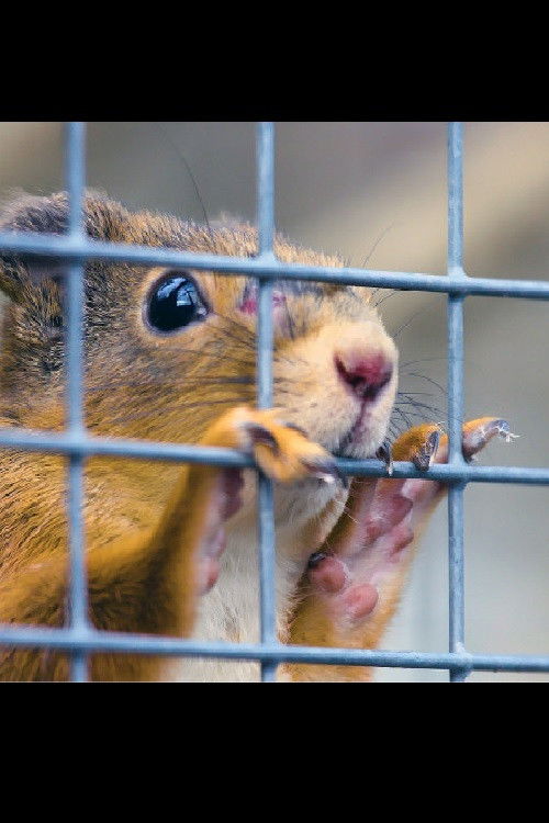 Foster Mothers (2021) poster