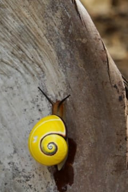 The Perfect Backpack (2014) poster