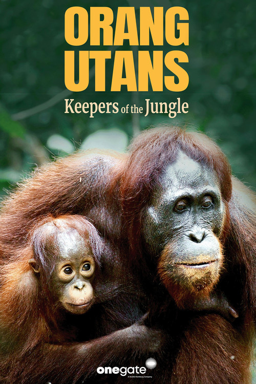 Orang-Utans - Borneos Waldmenschen (2025) poster