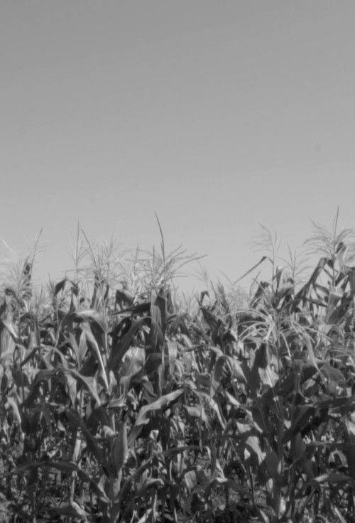 Guajiro (2019) poster