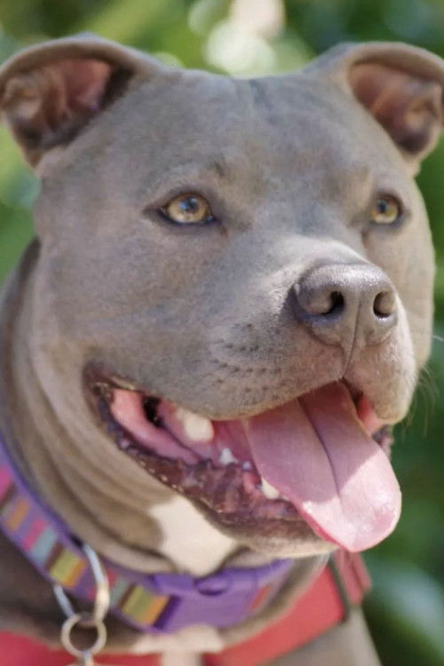 Hopalong Animal Rescue: The Power of Fostering (2019) poster