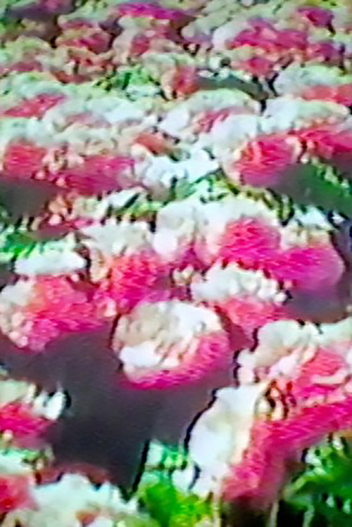 How Flowers Never Became A Food Group (2017) poster