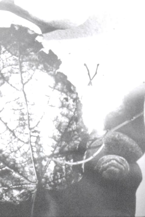 Gyorgy Kepes (1966) poster