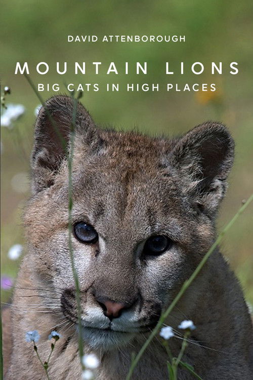 Mountain Lions: Big Cats in High Places (2014) poster