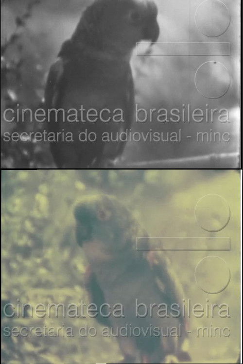 Papagaio (1937) poster