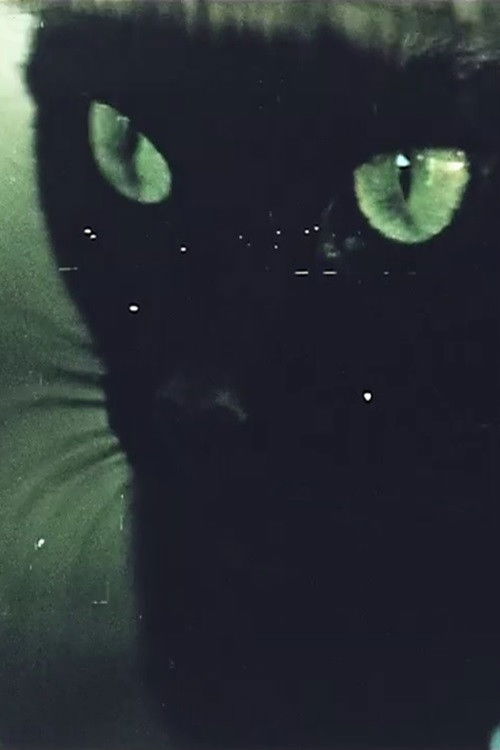 Home Movie (2010) poster