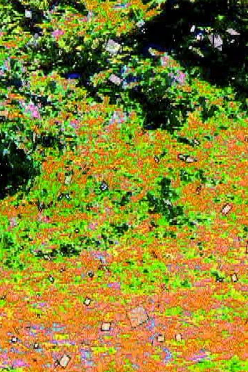 run on the planet (2002) poster