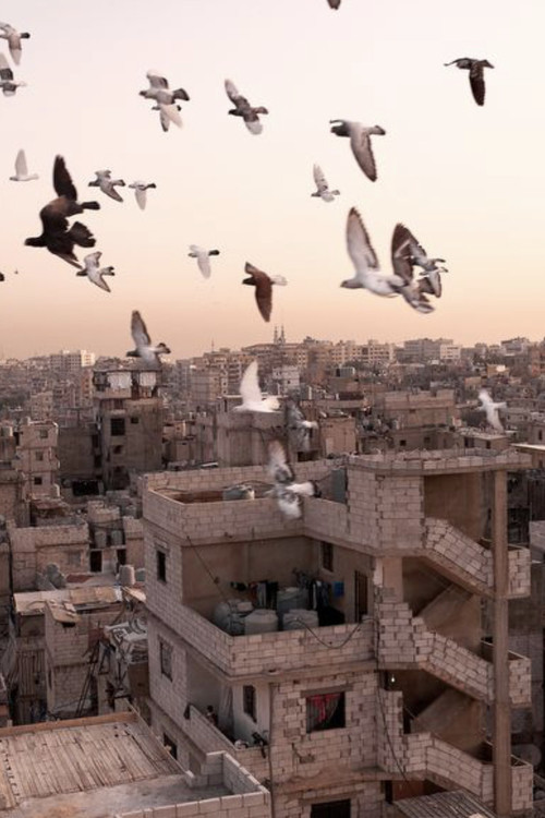 رحلة كنباي (2014) poster