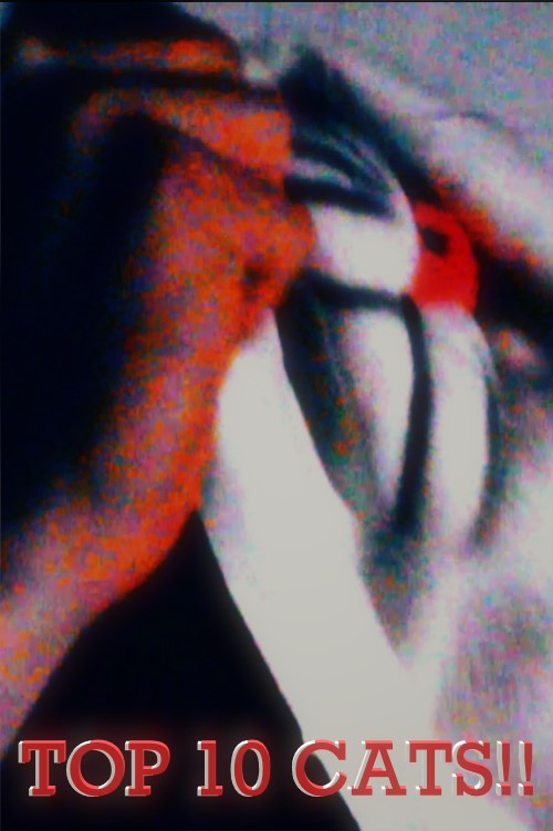 Top 10 Cats!! poster