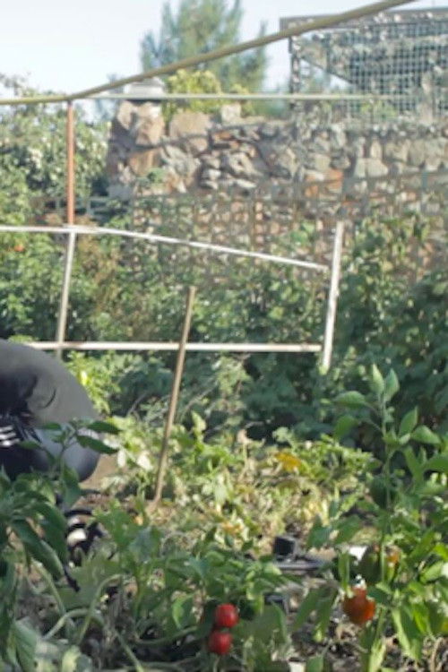 In the Yard (2024) poster