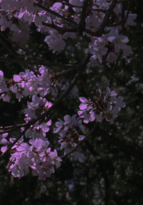 Spring Songs (2017) poster