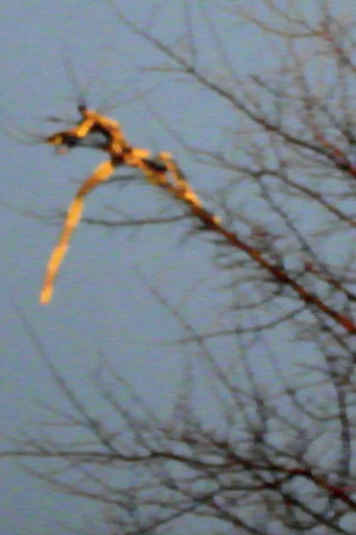 Plaesthetics of Nature poster