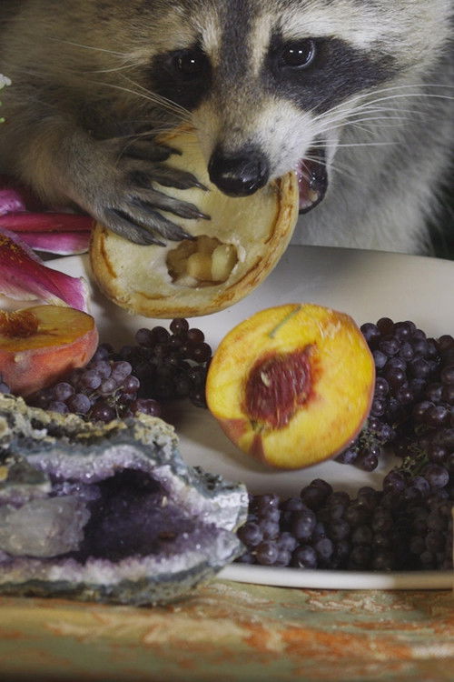 You Are an Amazement (2019) poster