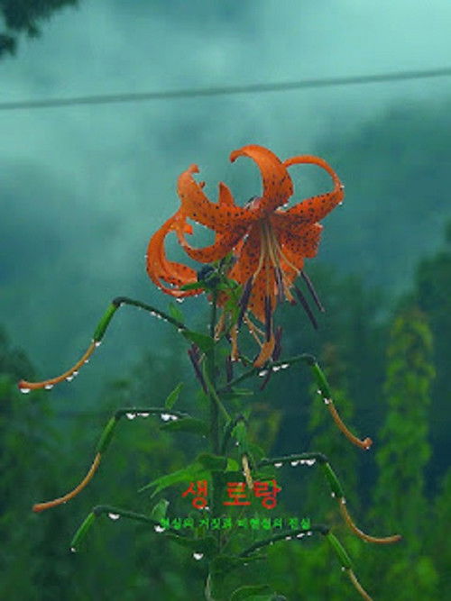 Saint Laurent (2022) poster