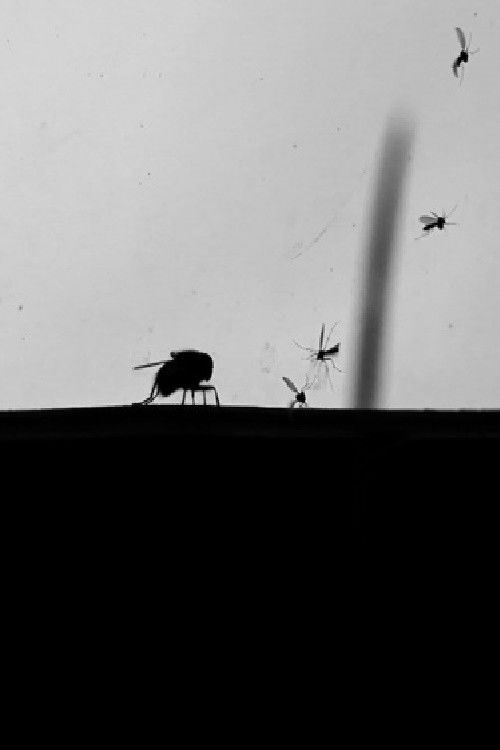 Carcasse (2017) poster