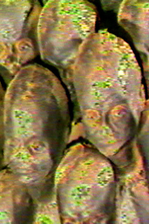 Progeny (1981) poster
