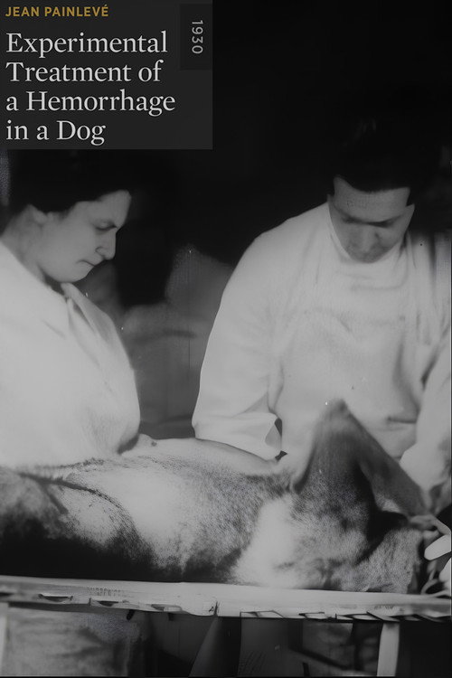 Experimental Treatment of a Hemorrhage in a Dog (1930) poster