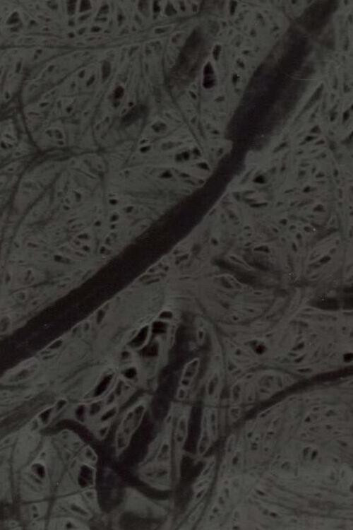 Ecosystem 6 ~ A Sort of Mycelium (1989) poster