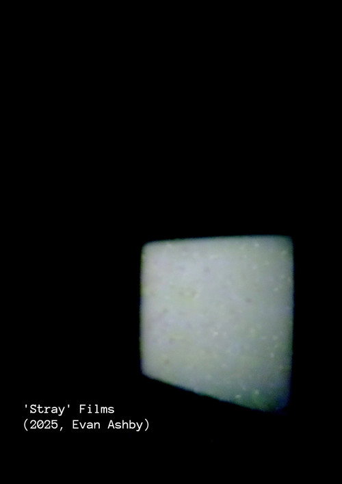 'Stray' Films (2025) poster