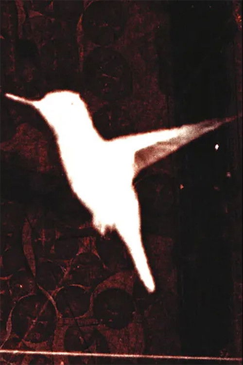 lessons on flight (2024) poster