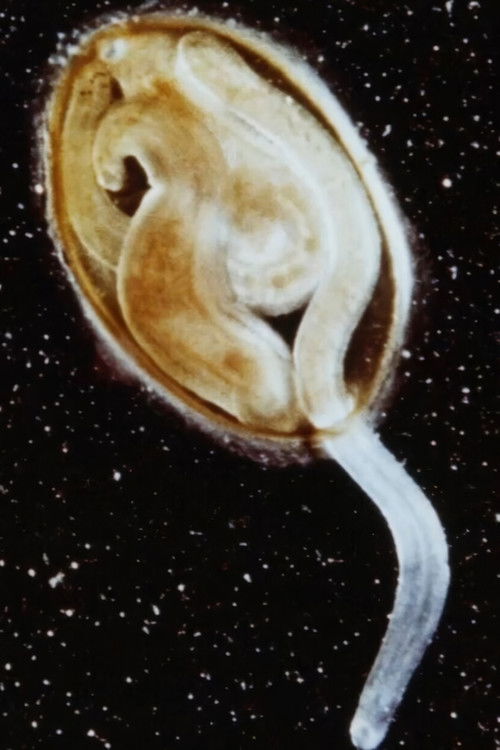 Life of Leech (1968) poster