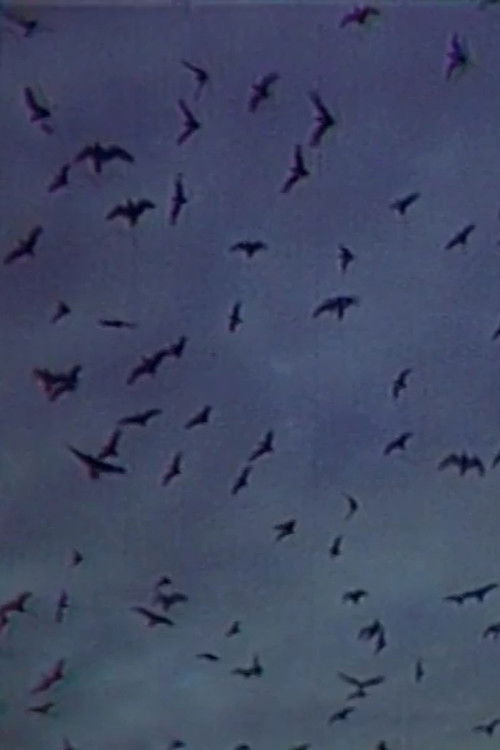 Встреча на острове (1979) poster