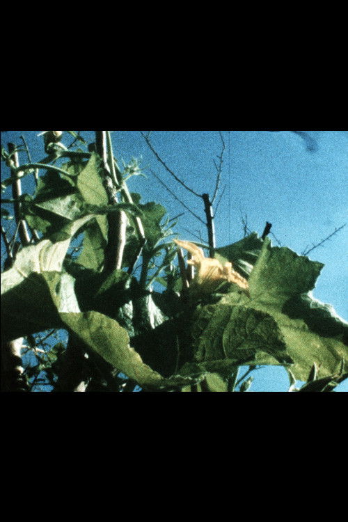 Plantlife (2020) poster