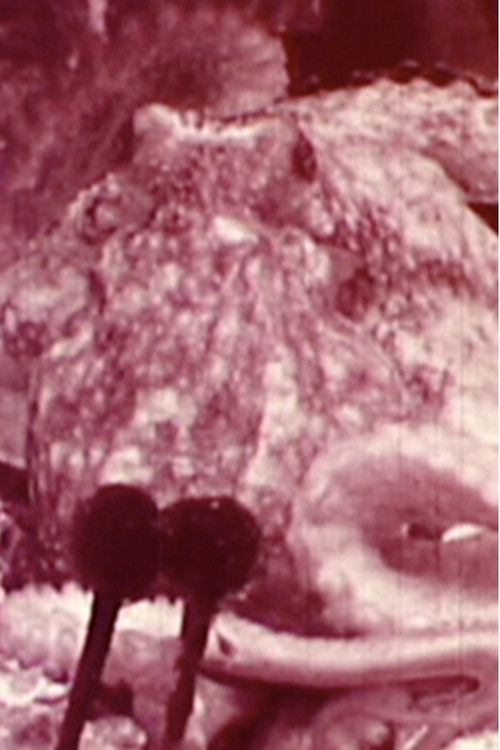 Aurora Borealis (2002) poster