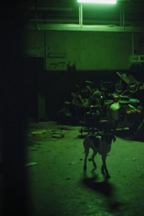 The Fear of Leaving the Animal Forever Forgotten Under the Ground (2021) poster