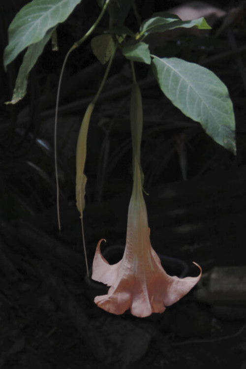 Farmacopea (2013) poster