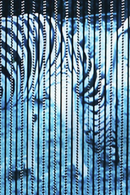 Zebras (1978) poster