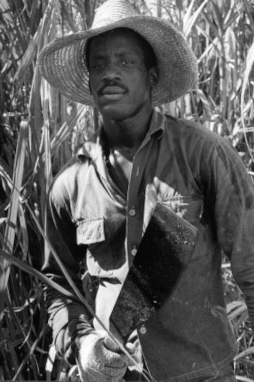 Susan After the Sugar Harvest (1970) poster