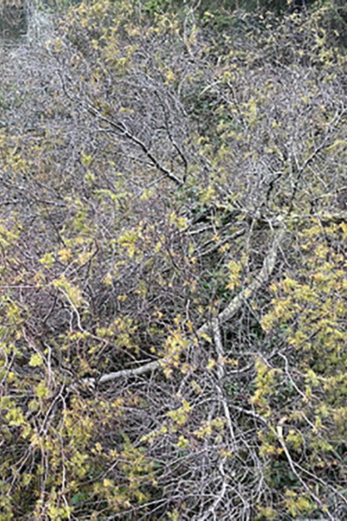 Place d'or (2023) poster