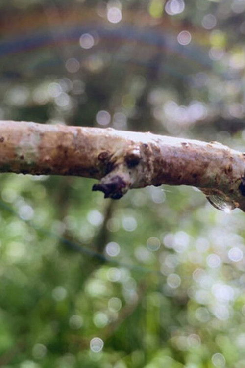 Field Notes On Love (2021) poster