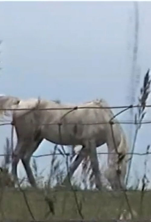 Small Sleepy Driver And The Fountain of Blood (2002) poster