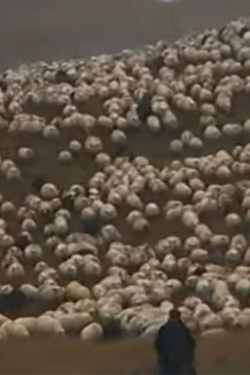 Icelandic Leader Sheep (2009) poster