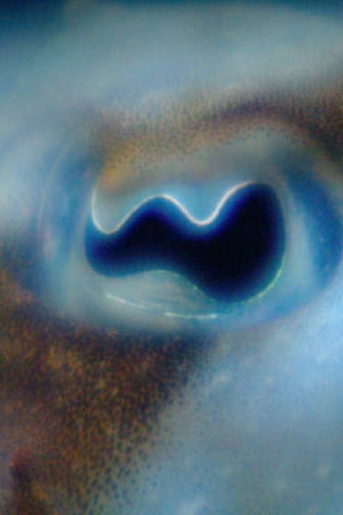 Anywhen In a Time Colored Space (2019) poster