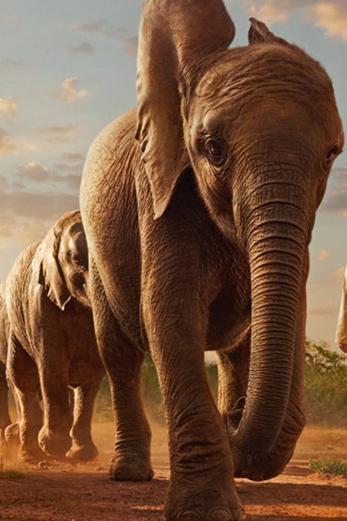 Wild Life - Elephants (2024) poster
