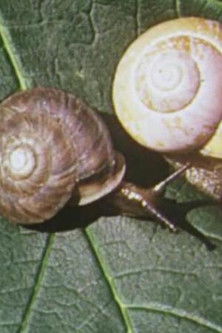 On Closer Inspection (1953) poster