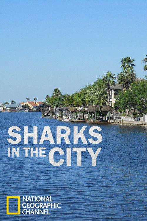 Sharks in the City: Bull Sharks in the Backyard (2011) poster