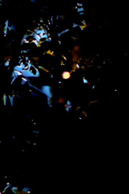 everyday star (2021) poster