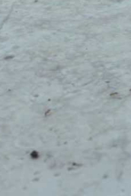 Sound of the Street (2006) poster