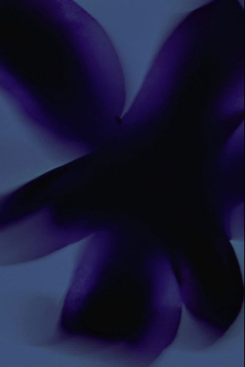 Flowers #3 (Kissed by the Sun) (2023) poster