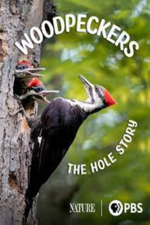 Woodpeckers: The Hole Story (2022) poster