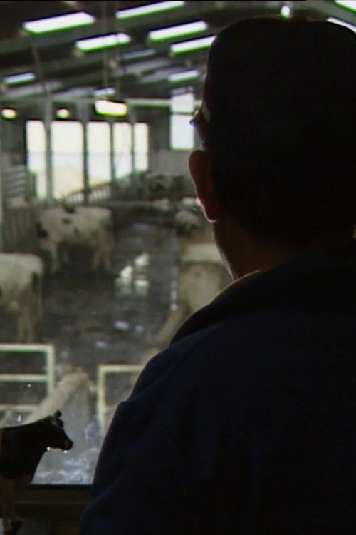 Des taureaux et des vaches (1992) poster