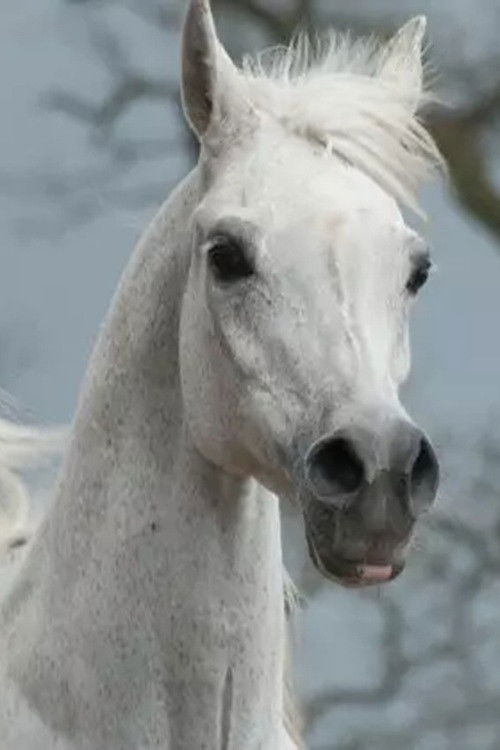 Den perfekta araben (2004) poster